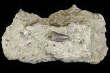 Jurassic Crocodile (Goniopholis?) Tooth - Colorado #152096-2